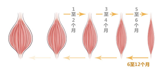 肌肉收缩图