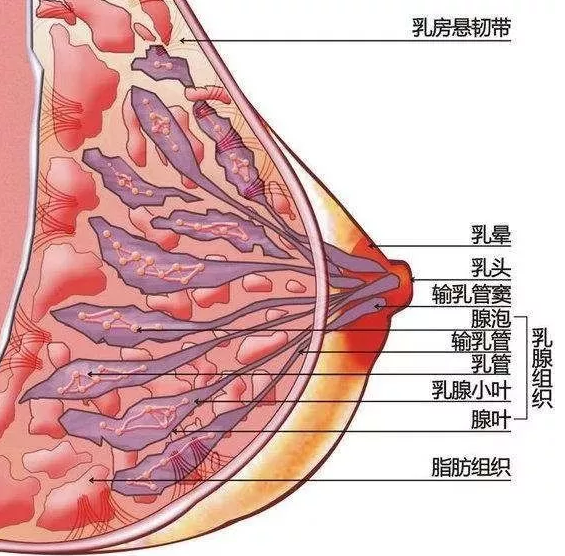 宁波自体脂肪隆胸后肿胀淤青怎么办