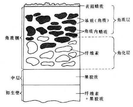 盘点四种需要来一针的肤质