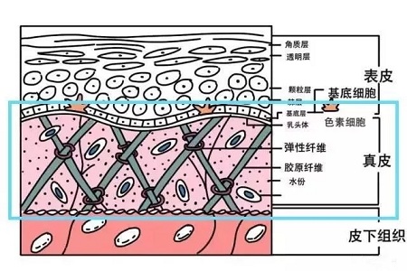 失去胶原蛋白以后，和记AG平台怡情娱乐官网的脸部会变成什么模样