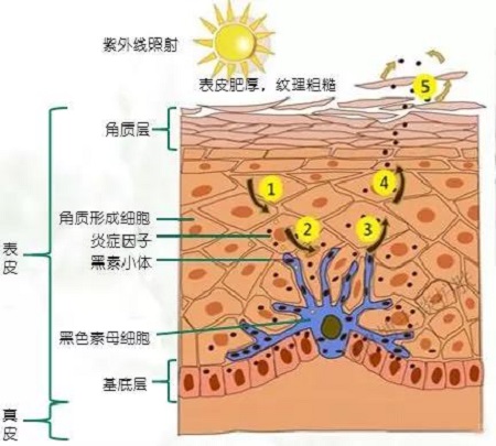 美白法宝