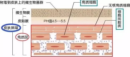 据说62%的人不知道，原来自己是敏感肌