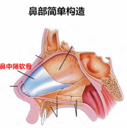 隆鼻术医院哪些专业靠谱，鼻中隔软骨隆鼻价格是多少